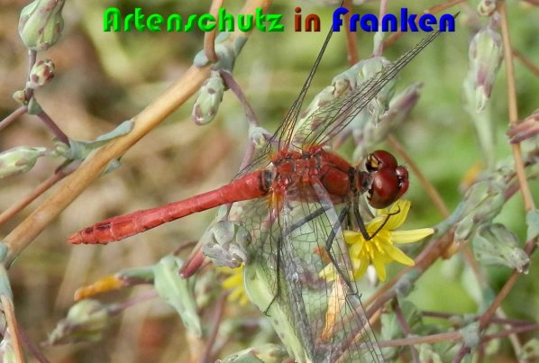 Bild zum Eintrag (1131148-160)