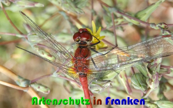 Bild zum Eintrag (1131149-160)