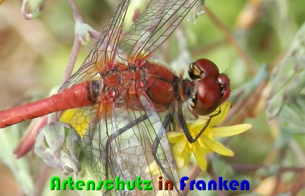 Bild zum Eintrag (1131150-160)