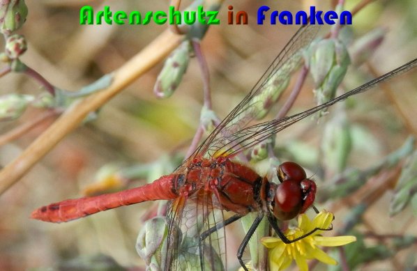 Bild zum Eintrag (1131151-160)