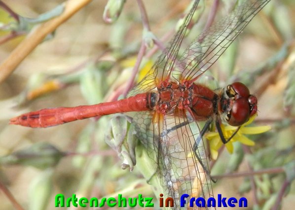 Bild zum Eintrag (1131152-160)