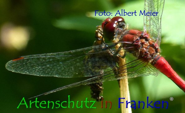 Bild zum Eintrag (1131154-160)
