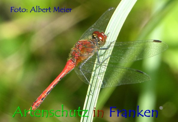 Bild zum Eintrag (1131155-160)