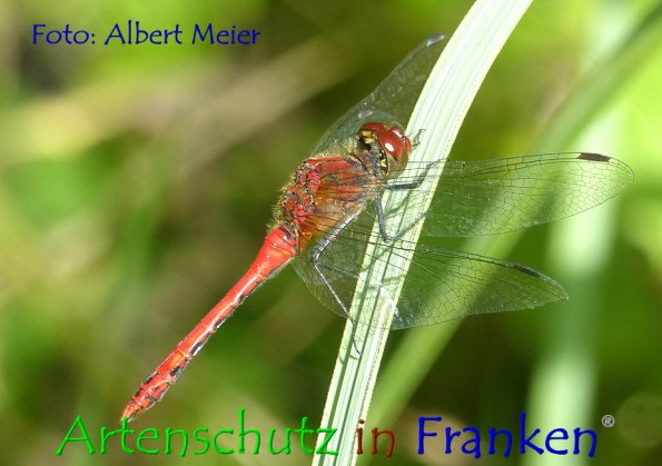 Bild zum Eintrag (1131157-160)