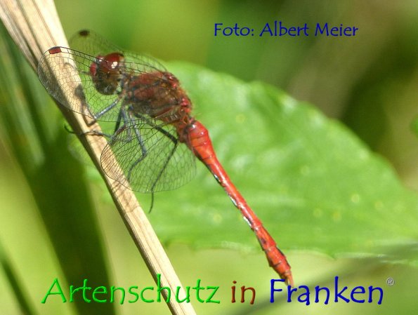 Bild zum Eintrag (1131158-160)