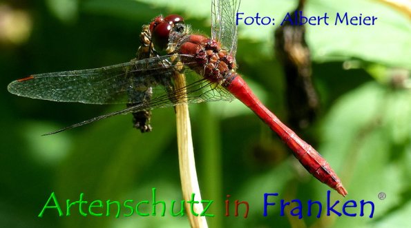 Bild zum Eintrag (1131161-160)