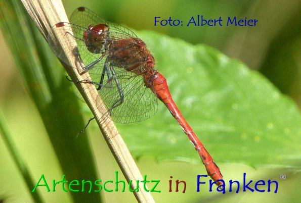 Bild zum Eintrag (1131162-160)