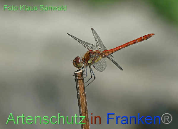 Bild zum Eintrag (1131163-160)