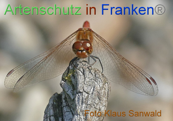 Bild zum Eintrag (1131164-160)