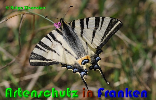 Bild zum Eintrag (1131187-160)