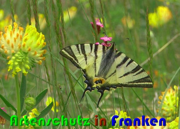 Bild zum Eintrag (1131188-160)