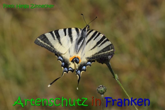 Bild zum Eintrag (1131189-160)