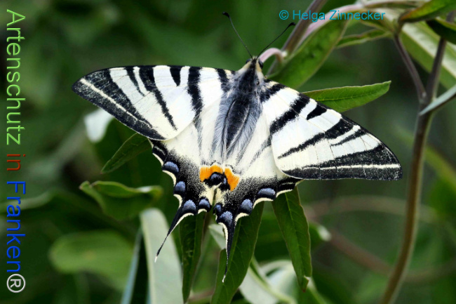 Bild zum Eintrag (1131201-160)