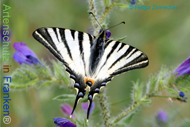 Bild zum Eintrag (1131207-160)