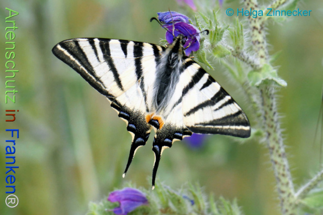 Bild zum Eintrag (1131208-160)