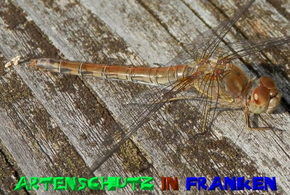 Bild zum Eintrag (1131275-160)