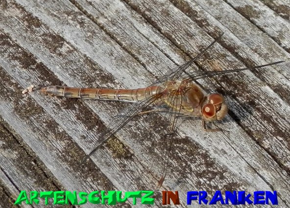 Bild zum Eintrag (1131277-160)