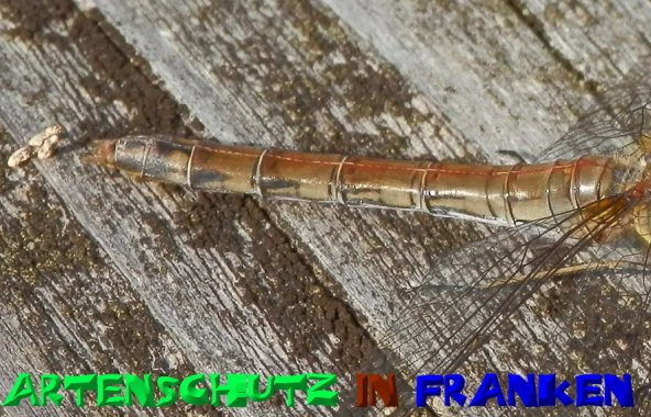 Bild zum Eintrag (1131279-160)