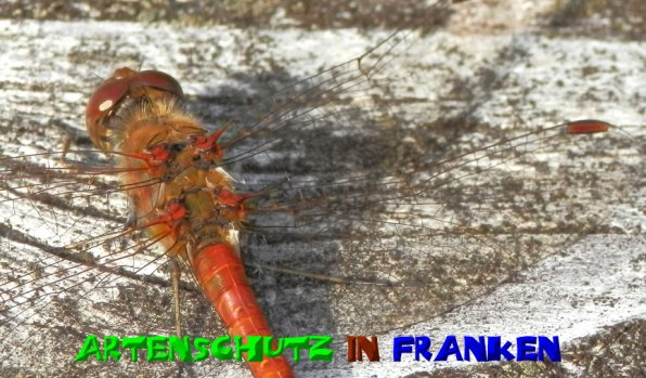 Bild zum Eintrag (1131286-160)