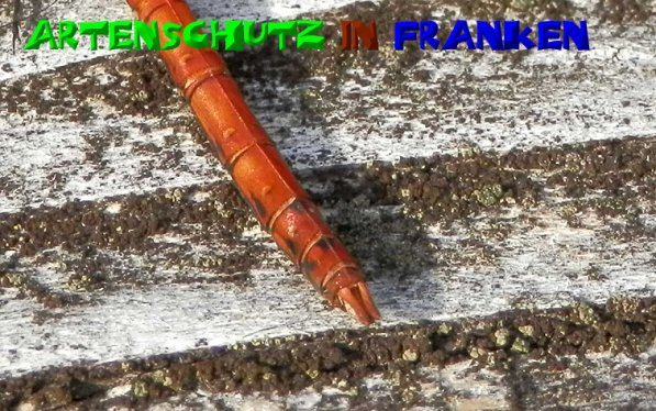 Bild zum Eintrag (1131287-160)