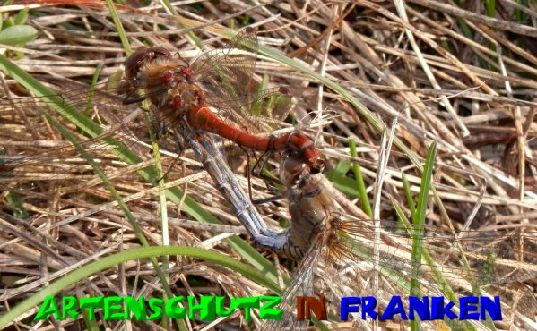 Bild zum Eintrag (1131292-160)