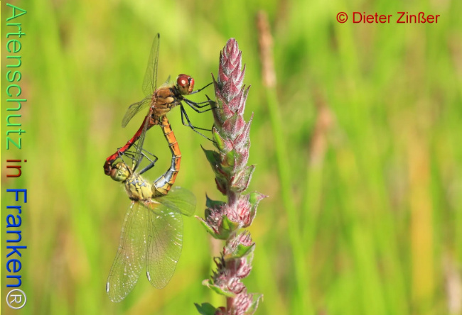 Bild zum Eintrag (1131293-160)