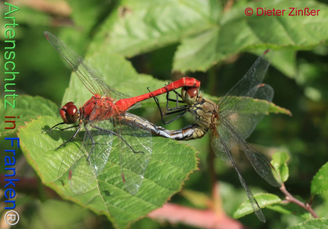 Bild zum Eintrag (1131294-160)