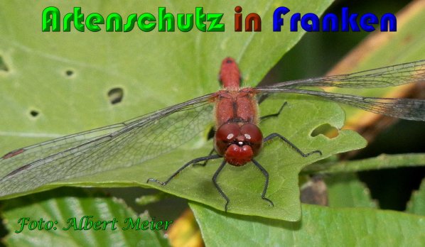 Bild zum Eintrag (1131298-160)