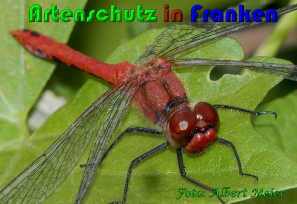 Bild zum Eintrag (1131299-160)