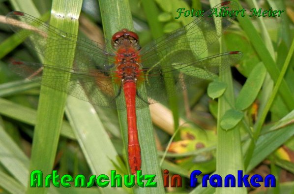 Bild zum Eintrag (1131300-160)