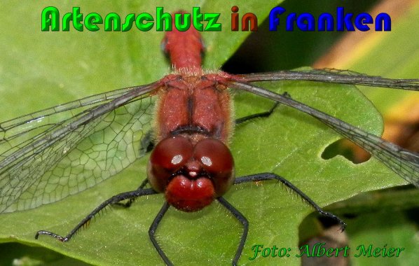 Bild zum Eintrag (1131301-160)