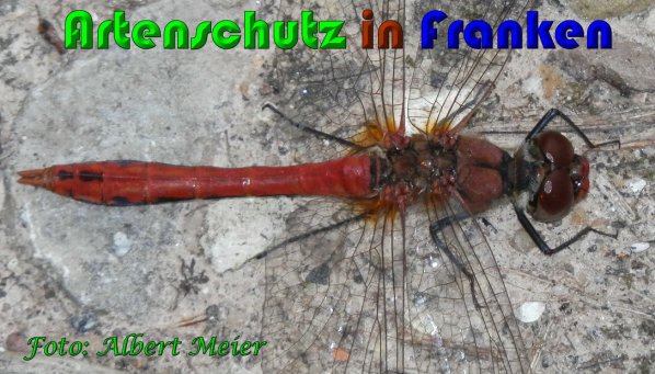 Bild zum Eintrag (1131302-160)