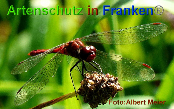 Bild zum Eintrag (1131304-160)