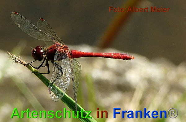 Bild zum Eintrag (1131305-160)