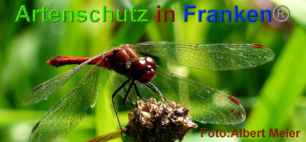 Bild zum Eintrag (1131306-160)