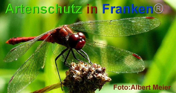 Bild zum Eintrag (1131307-160)