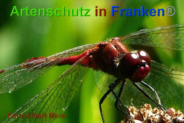 Bild zum Eintrag (1131308-160)