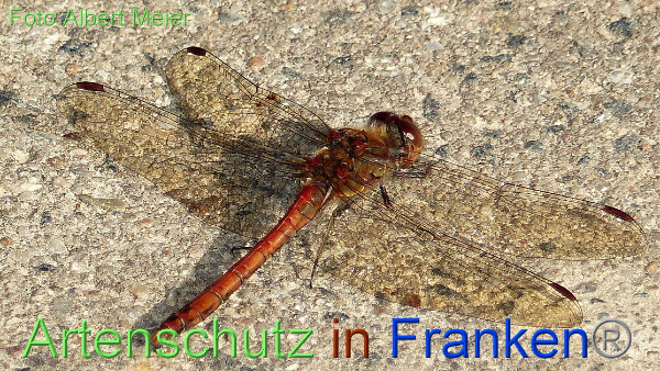 Bild zum Eintrag (1131309-160)