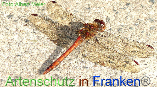 Bild zum Eintrag (1131313-160)