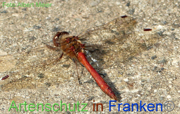 Bild zum Eintrag (1131314-160)