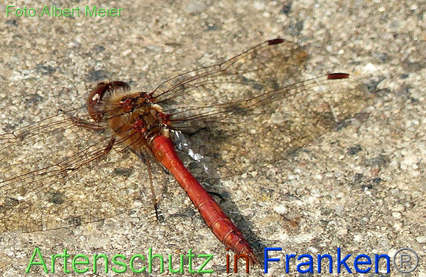 Bild zum Eintrag (1131315-160)