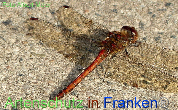 Bild zum Eintrag (1131316-160)