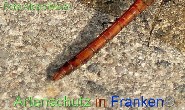 Bild zum Eintrag (1131318-160)