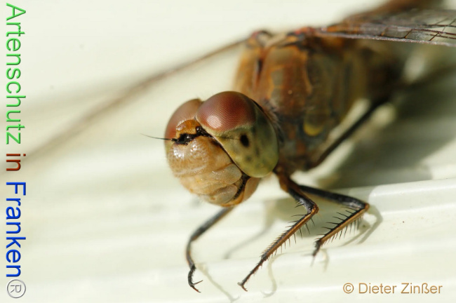 Bild zum Eintrag (1131325-160)