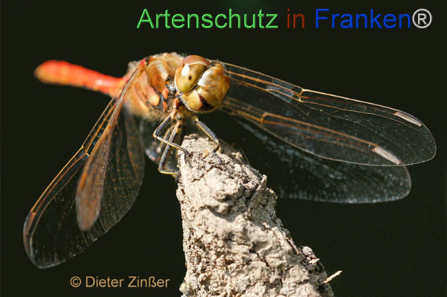 Bild zum Eintrag (1131326-160)