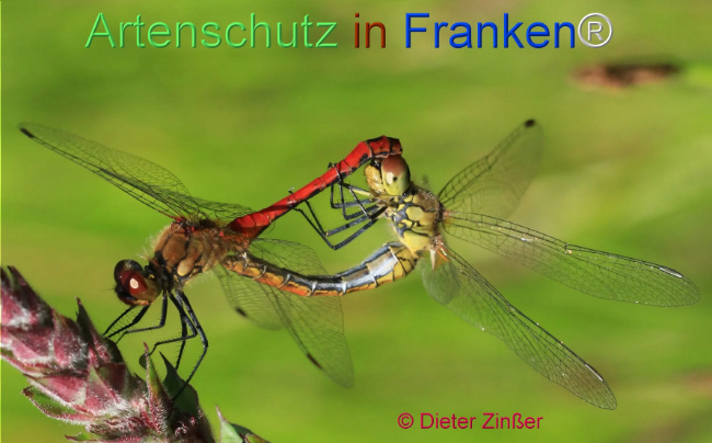 Bild zum Eintrag (1131327-160)