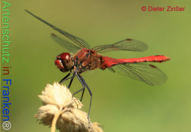 Bild zum Eintrag (1131334-160)