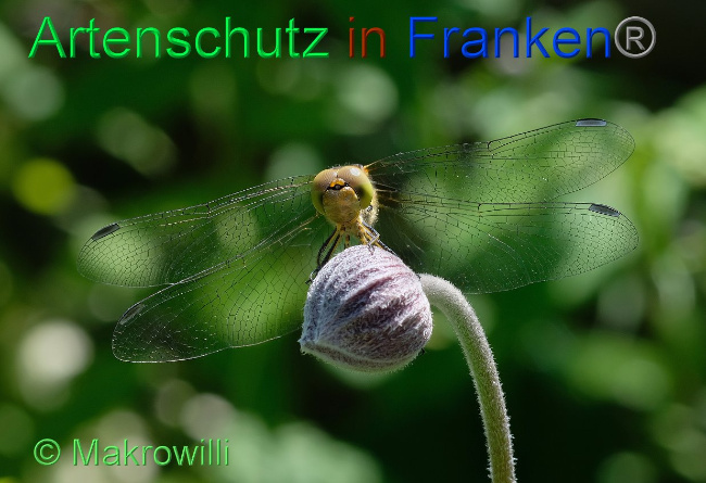 Bild zum Eintrag (1131355-160)