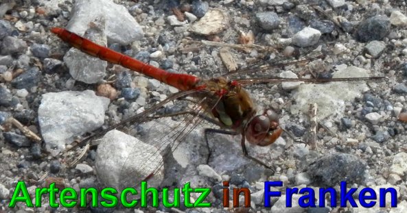 Bild zum Eintrag (1131357-160)