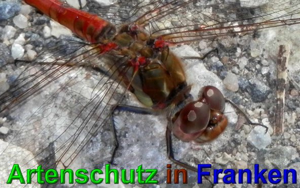 Bild zum Eintrag (1131358-160)